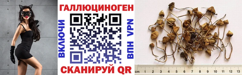 мега   закладки  Чкаловск  Галлюциногенные грибы Psilocybine cubensis 